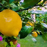 Papirus 3* Adrasan